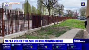 Champigny-sur-Marne: la police tire sur un chien dangereux