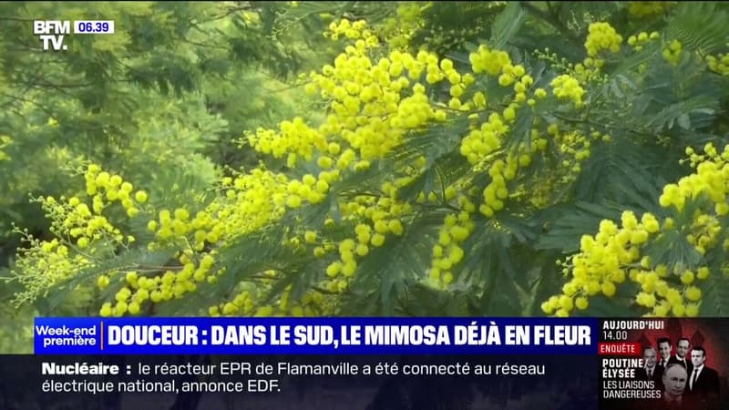 À cause de la douceur, le mimosa est déjà en fleur dans le sud de la France