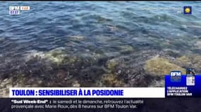 Toulon: sensibiliser à la posidonie, cette plante marine indispensable à l'écosystème méditerranéen