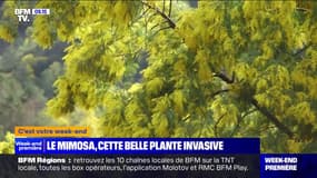 Le mimosa, cette belle plante invasive - 17/02