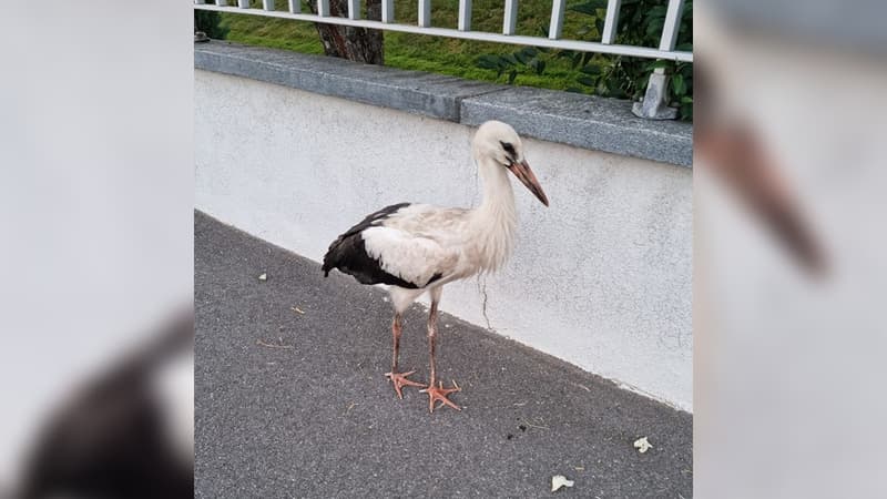 Une cigogne a été secourue par des gendarmes du Haut-Rhin.
