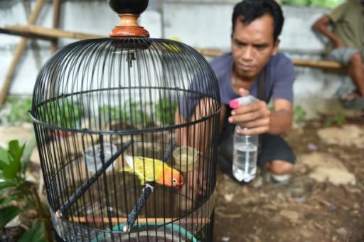 Un homme hydrate un loriquet avant qu'il ne participe à un concours de chant à Jakarta le 7 janvier 2016 Un homme hydrate un loriquet avant qu'il ne participe à un concours de chant à Jakarta le 7 janvier 2016