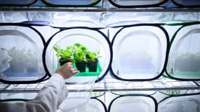 Un technicien de laboratoire présente un élevage de pucerons afin de développer un parfum alternatif aux pesticides et produits chimiques toxiques pour lutter contre les insectes ravageurs et les pucerons dans le laboratoire Agriodor à Rennes, le 16 mai 2025.