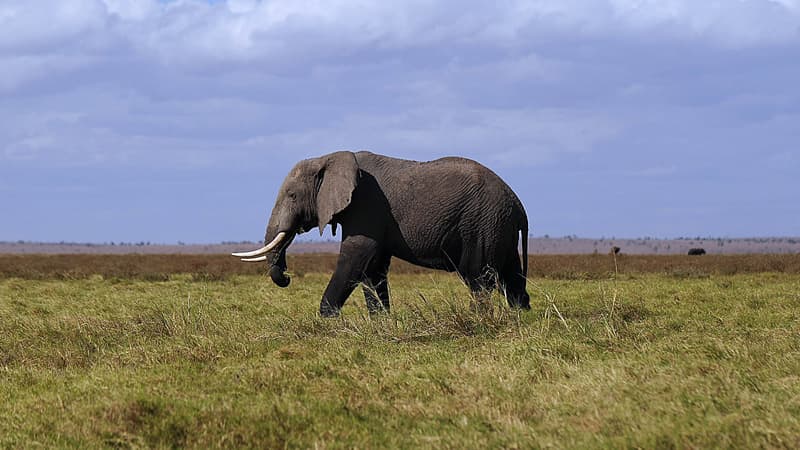 Les éléphants d'Afrique sont menacés de disparaître.