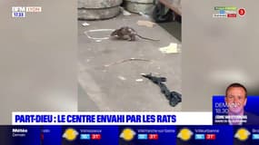 Part-Dieu : le centre commercial envahi par les rats