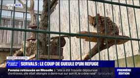 "Une mode folle et illégale" : le coup de gueule d'un refuge animalier contre le nombre de servals acquis par des particuliers, puis abandonnés