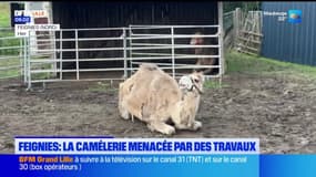 Feignies: un élevage de chameaux et dromadaires menacé par des travaux