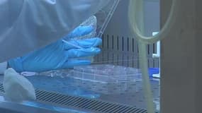 Infertilité: un laboratoire lyonnais créé des spermatozoïdes in vitro