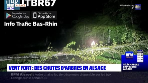 Vent fort: des chutes d'arbres en Alsace