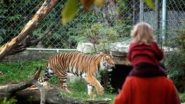 Un tigre au zoo du parc de la Tête d'Or en 2006.
