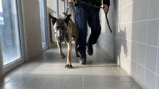 Des brigades cynophiles pourraient être utilisé dans les lycées pour lutter contre la circulation de drogues.