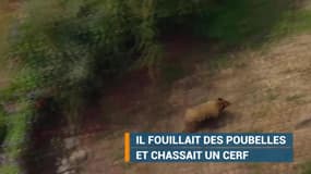 Cet ours ne savait pas à quel chien il avait à faire