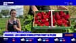 Bas-Rhin: la cueillette des fraises a débuté à Hilsenheim