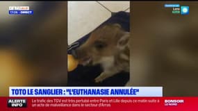 Pas-de-Calais: l'euthanasie de Toto le sanglier annulée par la justice