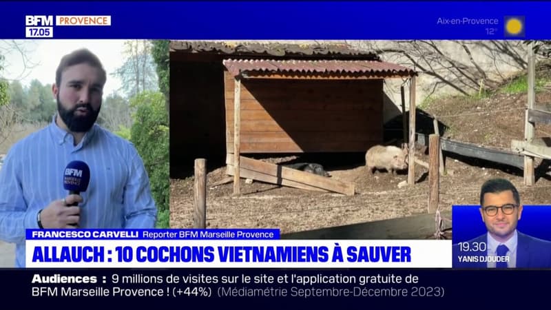 Allauch: dix cochons vietnamiens à sauver