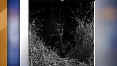 Le léopard noir au Kenya