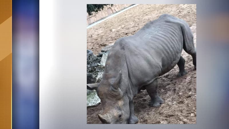 Deux prénoms ont été gravés sur le dos de l'animal