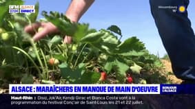 En Alsace, les maraîchers face aux difficultés de recrutement