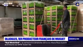 Ollioules, premier producteur français de muguet