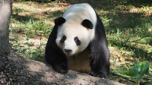 Tian Tian, le mâle et nouveau papa du zoo de Washington.