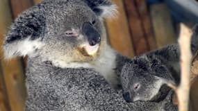 Le koala a peut-être la clé d'un vaccin contre la bactérie chlamydia. 