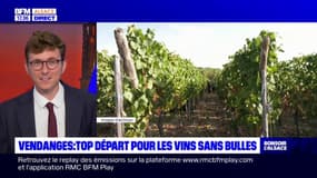 Alsace: début des vendanges pour les vins sans bulles