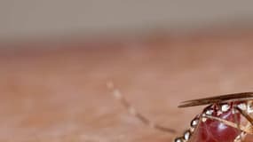 Un moustique femelle de l'espèce Aedes aegypti, notamment vecteur de la dengue et du chikungunya.