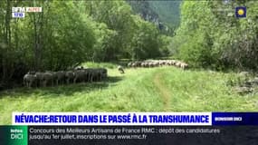 Hautes-Alpes: jour de transhumance à Névache
