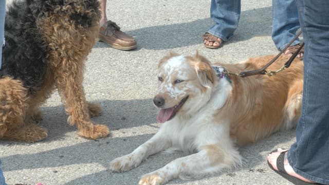 Des chiens tenus en laisse (Photo d'illustration)