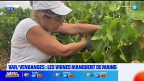 Var/vendanges : les vignes manquent de mains 