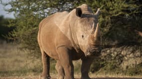 Un touriste chinois a été arrêté en Afrique du Sud. Il transportait 43 kilos de cornes de rhinocéros. (Photo d'illustration)