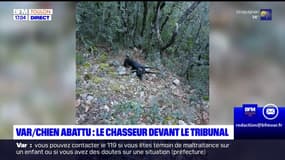 Chien abattu dans le Var: le chasseur devant le tribunal ce vendredi