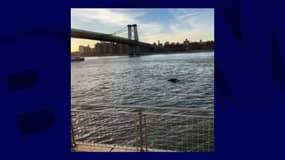 Une baleine dans l'East River à New York le lundi 25 novembre 2024