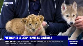 "Le loup et le lion", cette histoire d'amitié inattendue entre deux animaux, au cinéma ce mercredi 