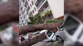 Un grand pin ayant chuté rue Auguste-Pégurier à Nice (Alpes-Maritimes) le mardi 26 mars 2024.