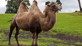 Chameau. (illustration)