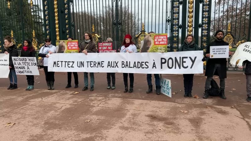 Lyon: une association manifeste contre les balades à poneys organisées au parc de la Tête d'Or