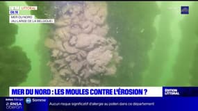 Mer du Nord: des moules pour freiner l'érosion au large de la Belgique