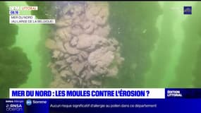 Mer du Nord: des moules pour freiner l'érosion au large de la Belgique