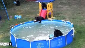 Zapping TV : Une famille d’ours prend son bain dans une piscine privée