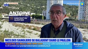 Nice: des marcassins ont élu domicile sur les berges du Paillon