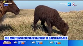 Pas-de-Calais: des moutons écossais sauvent la biodiversité du Cap Blanc-Nez