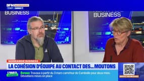 Normandie Business du mardi 4 mars - La cohésion d’équipe au contact des… moutons