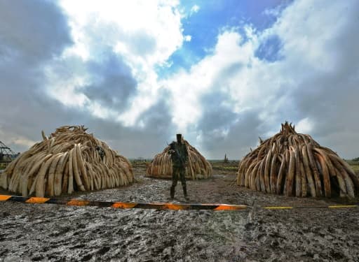 Le 22 avril 2016, à Nairobi, des pyramides d'ivoire et une pile de cornes de rhinocéros vont être brûlées, un geste symbolique pour lutter contre le commerce d'ivoire et de produits d'espèces menacées
