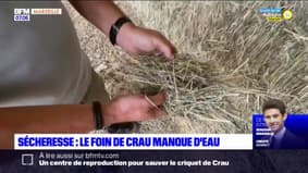 Sécheresse: les producteurs de foin de Saint-Martin-de-Crau rationnés en eau