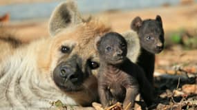Ces deux adorables nouveaux-nés du Zoo de Thoiry vont vous réconcilier avec les hyènes.