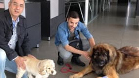 A Marseille, Harley, un Leonberg de 70 kg, a sauvé la vie du petit cocker Praline grâce à son sang.