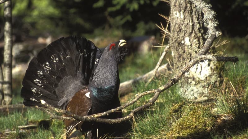 Dans les Vosges, le programme de réintroduction du grand tétras ne devrait pas être reconduit après 2029