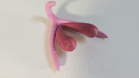 Un clitoris modélisé et imprimé en 3D
