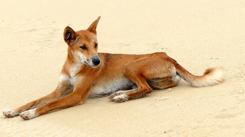 Australie: un enfant de 5 ans mordu à plusieurs reprises par un dingo sur une plage